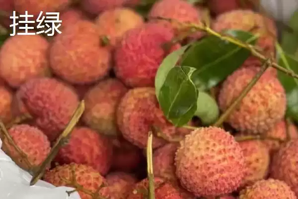 图片[2]-认识名贵优质荔枝品种的方法和重点？认识名贵优质荔枝品种要做好哪些细节？-会东网