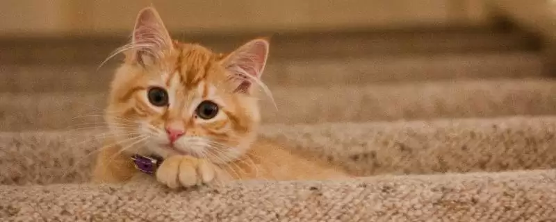 猫咪得奶癣的原因是什么 ,应激反应可能导致猫咪得奶癣-会东网