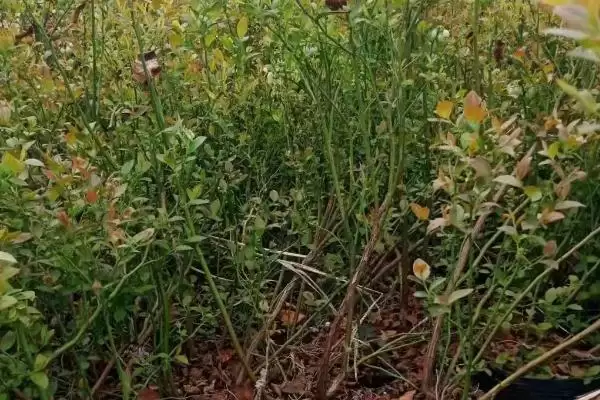 蓝莓蛴螬的防治方法 ,用杀虫灯诱杀蓝莓蛴螬效果如何?插图3 蓝莓蛴螬的防治方法 ,用杀虫灯诱杀蓝莓蛴螬效果如何?插图3