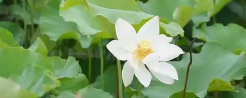 喜阳不怕晒植物集合:荷花、茉莉花、矮牵牛的阳光生活-会东网