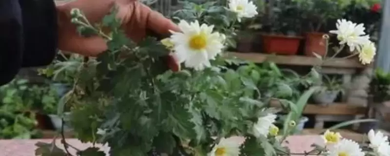 菊花室内越冬方法 ,菊花在室内越冬要做好什么措施?-会东网