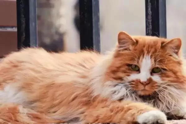 图片[2]-猫咪身体有寄生虫该怎么办 ,猫咪有寄生虫需及时使用驱虫药-会东网