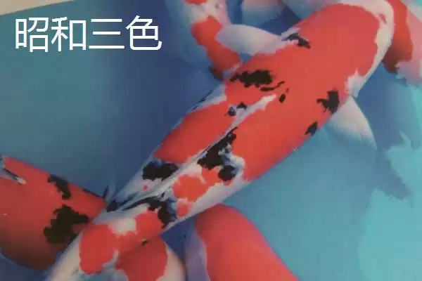 图片[8]-锦鲤鱼的简介 ,锦鲤鱼是一种怎样的观赏鱼呢-会东网