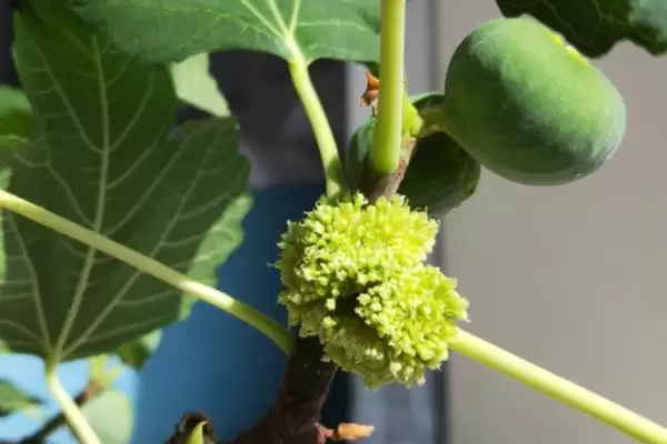 图片[3]-无花果有花吗，无花果有花-会东网