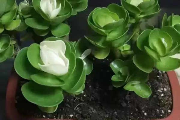 金钱木光杆的处理方法 ,金钱木光杆了该怎么进行处理插图5 金钱木光杆的处理方法 ,金钱木光杆了该怎么进行处理插图5