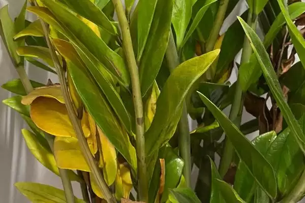 金钱树冬季的养殖方法 ,冬季养殖金钱树要怎么做插图1 金钱树冬季的养殖方法 ,冬季养殖金钱树要怎么做插图1