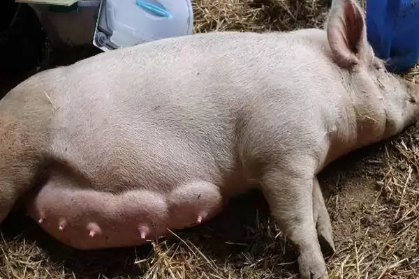 母猪难产 3 天了还能把胎儿掏出来吗,母猪难产 3 天有可能掏出胎儿但难度大插图1 母猪难产 3 天了还能把胎儿掏出来吗,母猪难产 3 天有可能掏出胎儿但难度大插图1