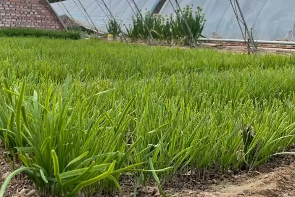 韭菜不分蘖的原因 ,韭菜不分蘖是因为种植密度过大吗？插图2