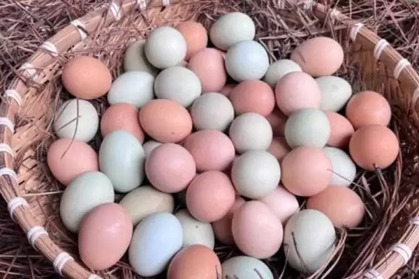 知悉土鸡蛋价格走向的方法和重点？养鸡要做好哪些市场价格把控？插图4