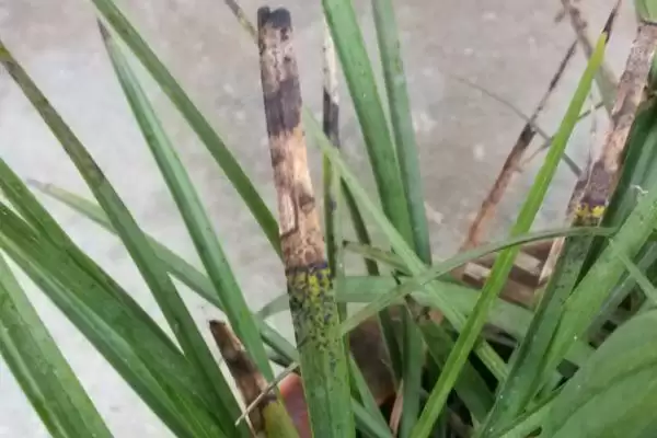 兰花的常见病害及防治 ,兰花常见的疫霉病等如何防治?插图2 兰花的常见病害及防治 ,兰花常见的疫霉病等如何防治?插图2