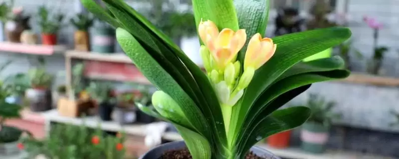 君子兰夏季的管理方法 ,君子兰夏季适合怎样的生长环境？-会东网