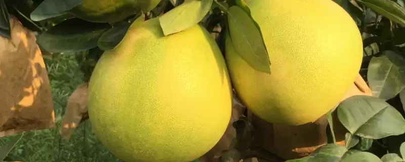 蜜柚为什么会出现药害及怎么补救 ,蜜柚药害因药质差、浓度高等可补救插图 蜜柚为什么会出现药害及怎么补救 ,蜜柚药害因药质差、浓度高等可补救插图