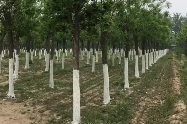图片[3]-国槐的主要病虫害及防治方式，不同病虫害的防治方法不同-会东网