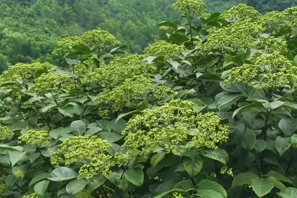 图片[4]-吴茱萸产地的分布和要点？了解吴茱萸产地需关注哪些关键信息？-会东网