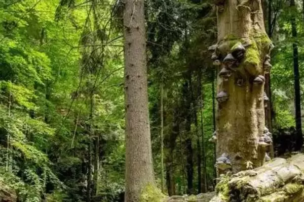 了解猪苓价格的方法和重点？养猪与中药材产业有哪些关联细节？插图3