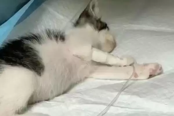 图片[8]-犬猫敌鼠钠中毒症状剖析：身上大块出血的危害及处理-会东网