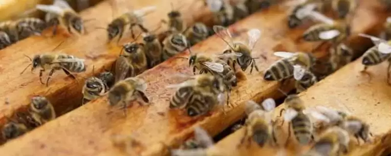 意大利蜜蜂的特点,生产力、采集力和育虫力强-会东网