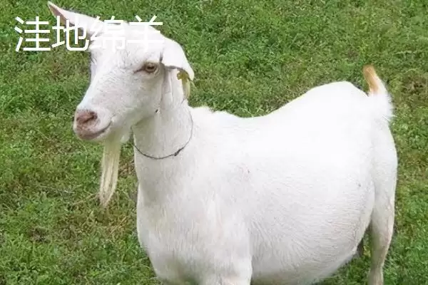 了解山东惠民县特产的方法和重点？探寻惠民县特产要做好哪些细节？插图3