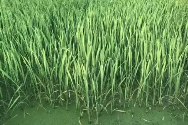 图片[3]-茭白高产的种植方法 ,怎样种植茭白才能实现高产-会东网