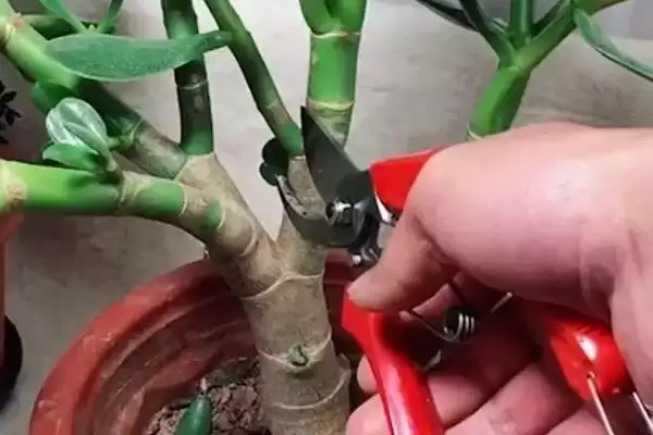 图片[6]-处理玉树变软问题的方法和重点？处理玉树变软问题要做好哪些细节？-会东网
