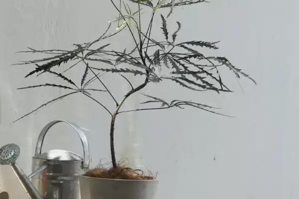 图片[4]-养孔雀木的方法和重点？养孔雀木要做好哪些细节？-会东网