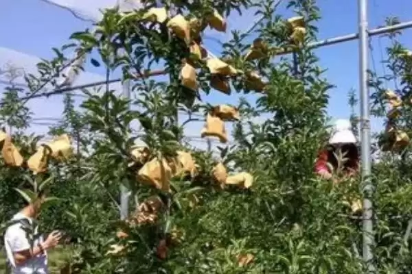 苹果套袋注意事项，应选用质量合格的纸袋插图1