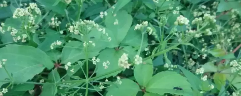 茜草冬季生存秘籍：耐寒能力强不会冻死的原因-会东网