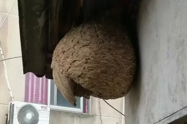 图片[2]-捅了马蜂窝过多久马蜂才会离开，小型马蜂经过1-2小时就会飞走-会东网