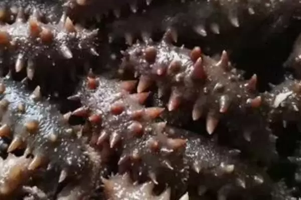图片[4]-了解野生海参价格的方法和重点？了解野生海参价格要做好哪些细节？-会东网