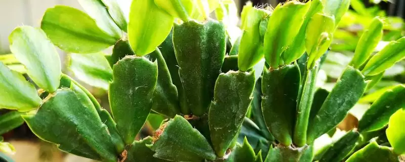 蟹爪兰叶子发软的处理方法和要点？处理蟹爪兰叶子问题需注意什么？-会东网