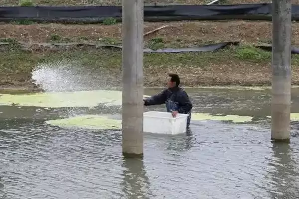 螃蟹塘里龙虾处理方法:物理捕捉的实用技巧插图3 螃蟹塘里龙虾处理方法:物理捕捉的实用技巧插图3