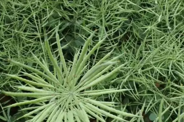 油菜籽高产品种有哪些,徽豪油26、华油杂50、陕油1209等品种的产量较高插图2 油菜籽高产品种有哪些,徽豪油26、华油杂50、陕油1209等品种的产量较高插图2