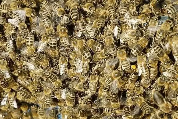 如何制止盗蜂,可分别从作盗群和被盗群入手插图1 如何制止盗蜂,可分别从作盗群和被盗群入手插图1