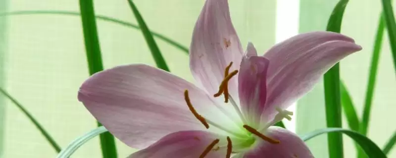 兰花花苞和新芽的区别 ,兰花花苞和新芽在哪些方面不同？-会东网