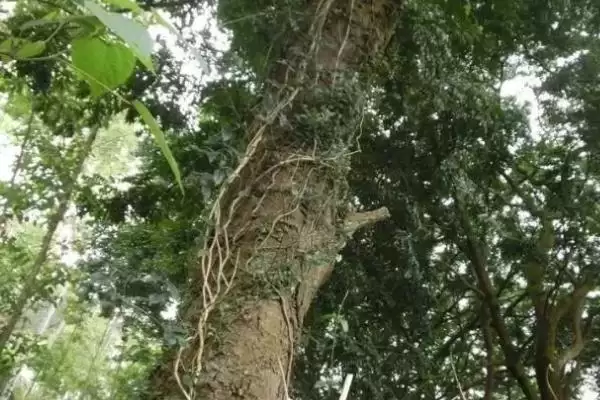 图片[3]-乌木形成树种的种类和要点？了解乌木形成需关注哪些树种？-会东网