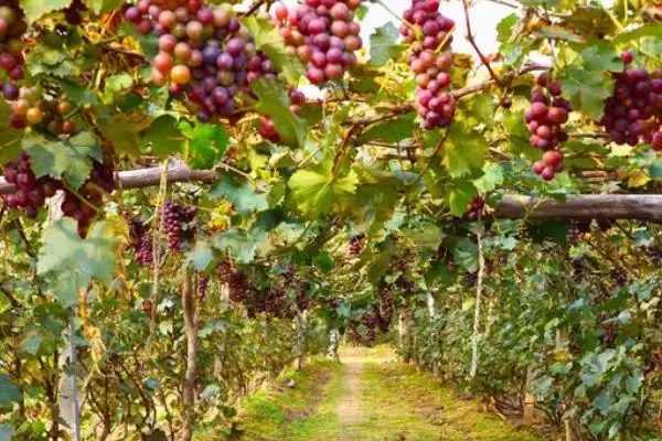 葡萄成熟期揭秘：7-10月份左右的甜蜜时刻插图4