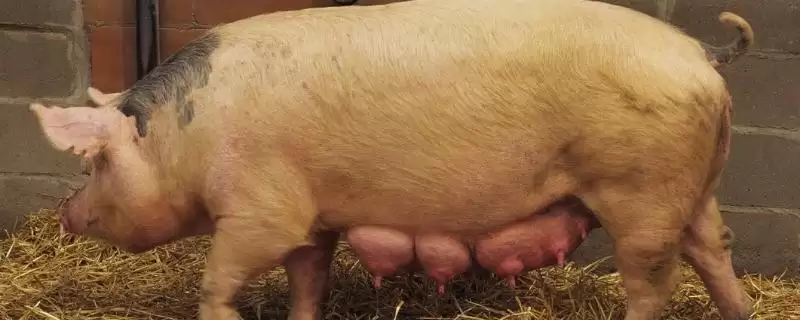 母猪下奶后过多长时间会生产呢,母猪下奶后最早 1-2 天左右会生产-会东网