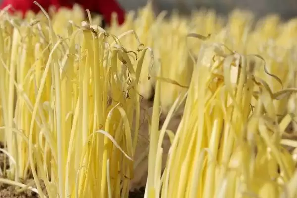 韭黄常见的做法 ,韭黄最常见的烹饪做法是什么呢?插图3 韭黄常见的做法 ,韭黄最常见的烹饪做法是什么呢?插图3