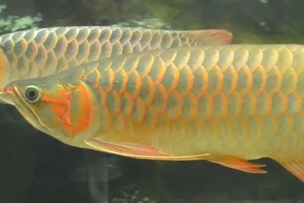 图片[2]-龙鱼鳞片发黑的原因及解决办法是什么 ,龙鱼鳞片为何发黑怎么解决-会东网