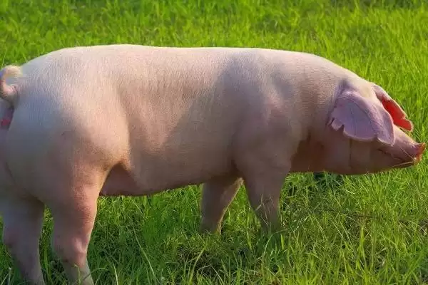 应对夏季母猪热应激负面影响的方法和重点？养猪要做好哪些防暑细节？插图3