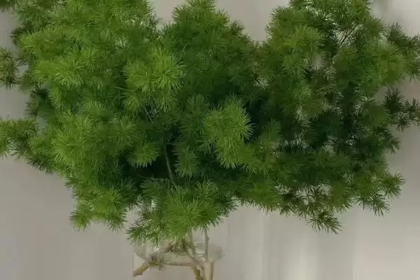 图片[3]-蓬莱松简介：多年生常绿草本植物的独特魅力-会东网