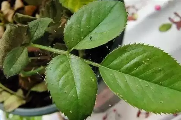 玫瑰花出现很多小虫子怎么处理 ,玫瑰花有虫喷洗洁精溶液可除虫插图1