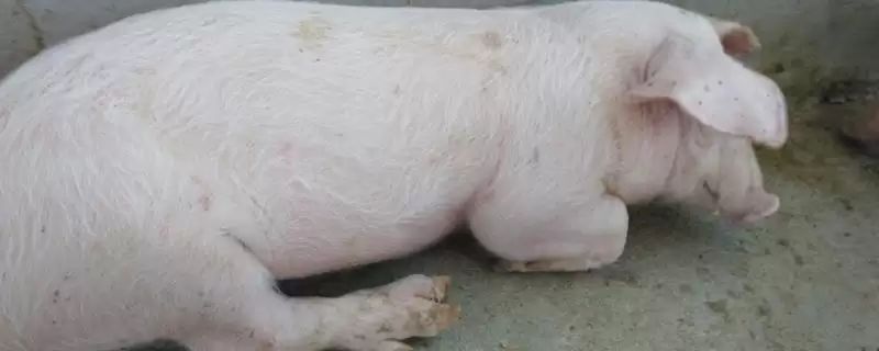 了解猪口蹄疫是否传染给牛的方法和重点?养猪要做好哪些疫病传播防控细节?-会东网