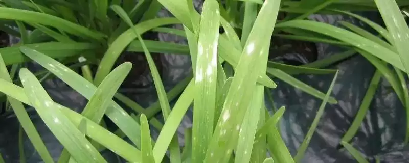 韭菜灰霉病的用药防治 ,韭菜灰霉病发病初期如何用药烟熏防治?-会东网