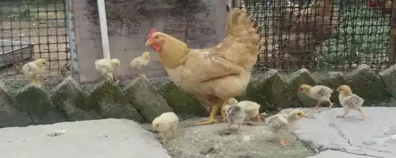 分辨小鸡公母方法的方法和重点？养鸡要做好哪些性别辨别工作？-会东网