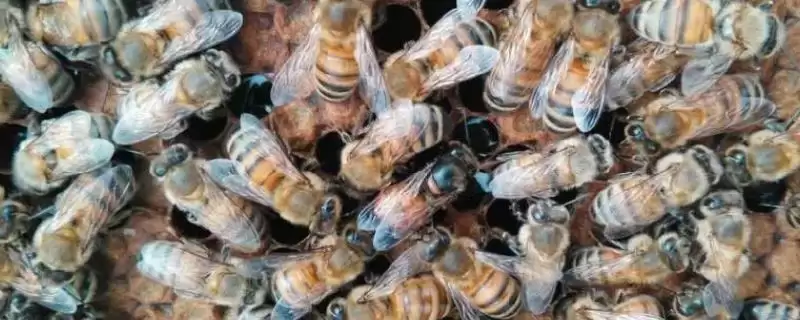 意蜂秋季养殖管理技术,重点是培育适龄越冬蜂-会东网