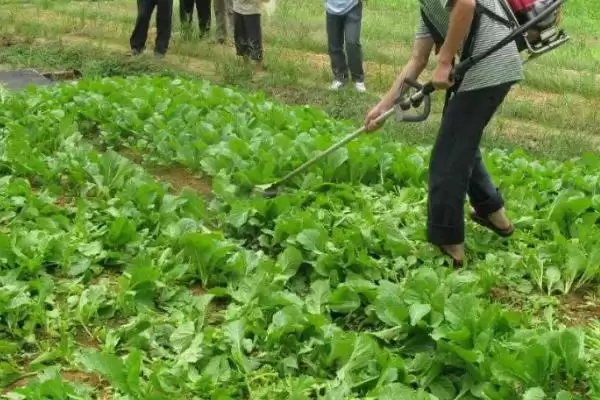 图片[2]-了解蔬菜农药安全间隔期的方法和重点？把握蔬菜农药安全间隔期要做好哪些细节？-会东网