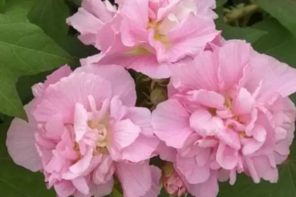 图片[2]-修剪盆栽芙蓉花的方法和重点？修剪盆栽芙蓉花要做好哪些细节？-会东网