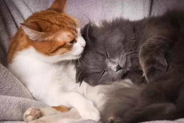 猫在几月份会开始发情呢 ,猫一般 6-12 月龄开始进入发情期插图5 猫在几月份会开始发情呢 ,猫一般 6-12 月龄开始进入发情期插图5