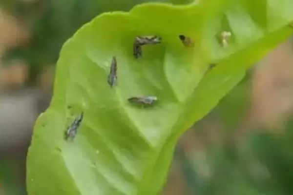 防治病虫害的适宜适期，害虫幼龄期、危险生育期、天敌敏感期适合用药插图5